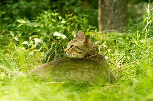 10 Top Cat Breeds for a Cozy Home Life