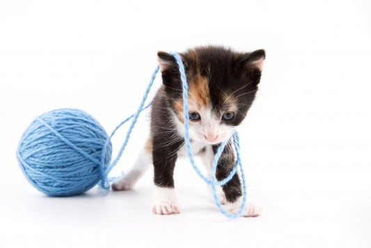 For the Love of Kittens: Adorable Gifts for the Youngest Felines