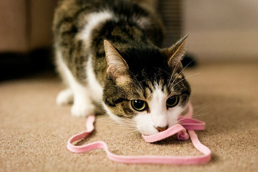 Feline Fancy: Unique Gifts Every Cat Owner Will Adore