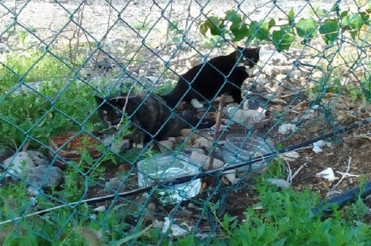 Tips for Building an Outdoor Cat Sanctuary