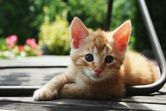 How to Manage Multiple Cats in a Small Space