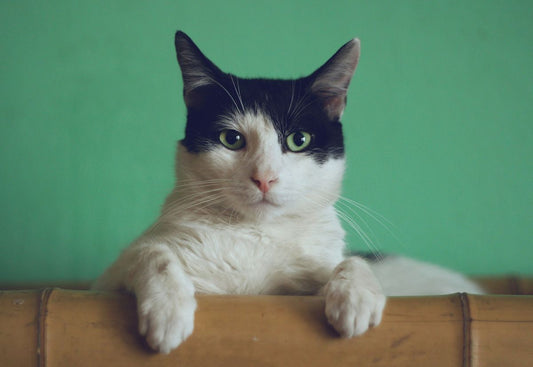 Top 5 Irresistible Reasons to Get a Cat as Your Feline Companion