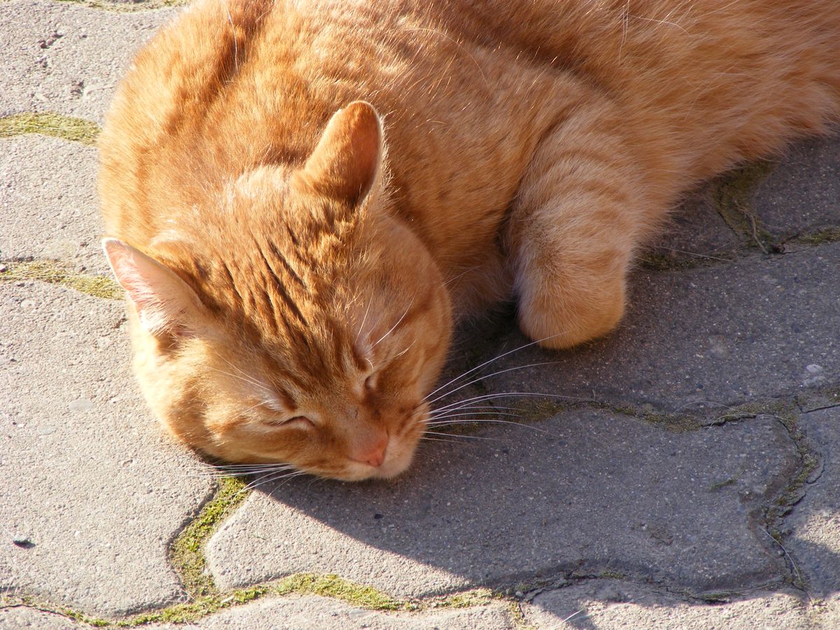 Stunning Factors Affecting Feline Slumber Patterns image
