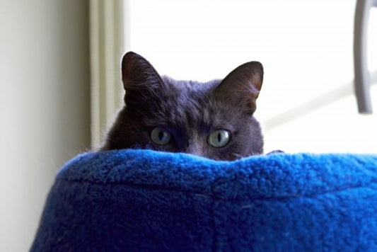 The Latest Trends in Cat Furniture