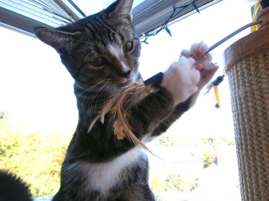 How to Choose a Cat-Friendly Apartment