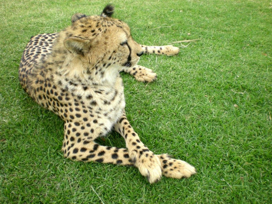 The Role of Diet in Managing Feline Arthritis