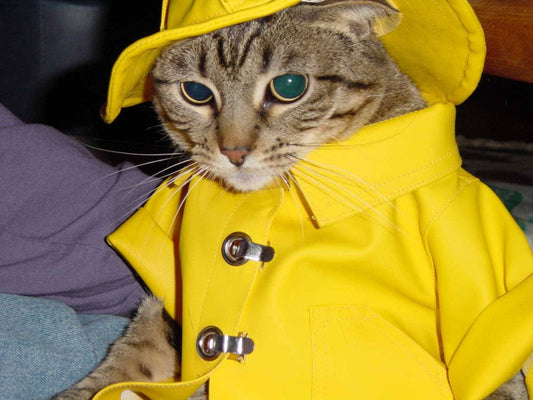 The Best Cat Breeds for Families with Kids