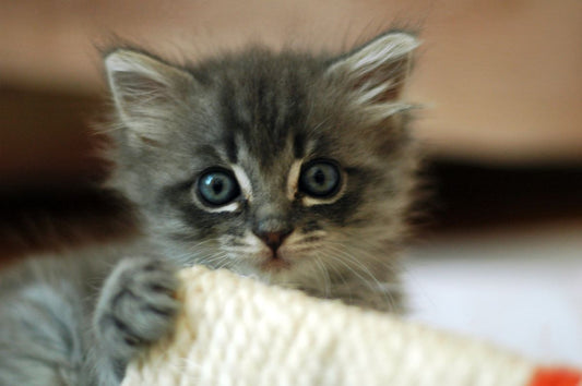 How to Create a Daily Routine for Your Cat