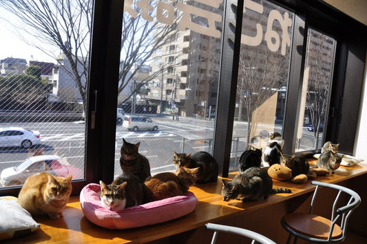 The Best Cat-Friendly Cafes Around the World