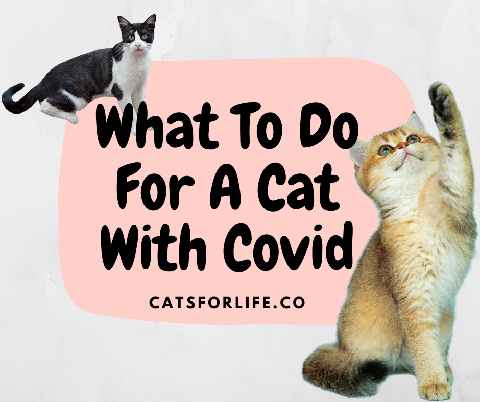 what-to-do-for-a-cat-with-covid-catsforlife