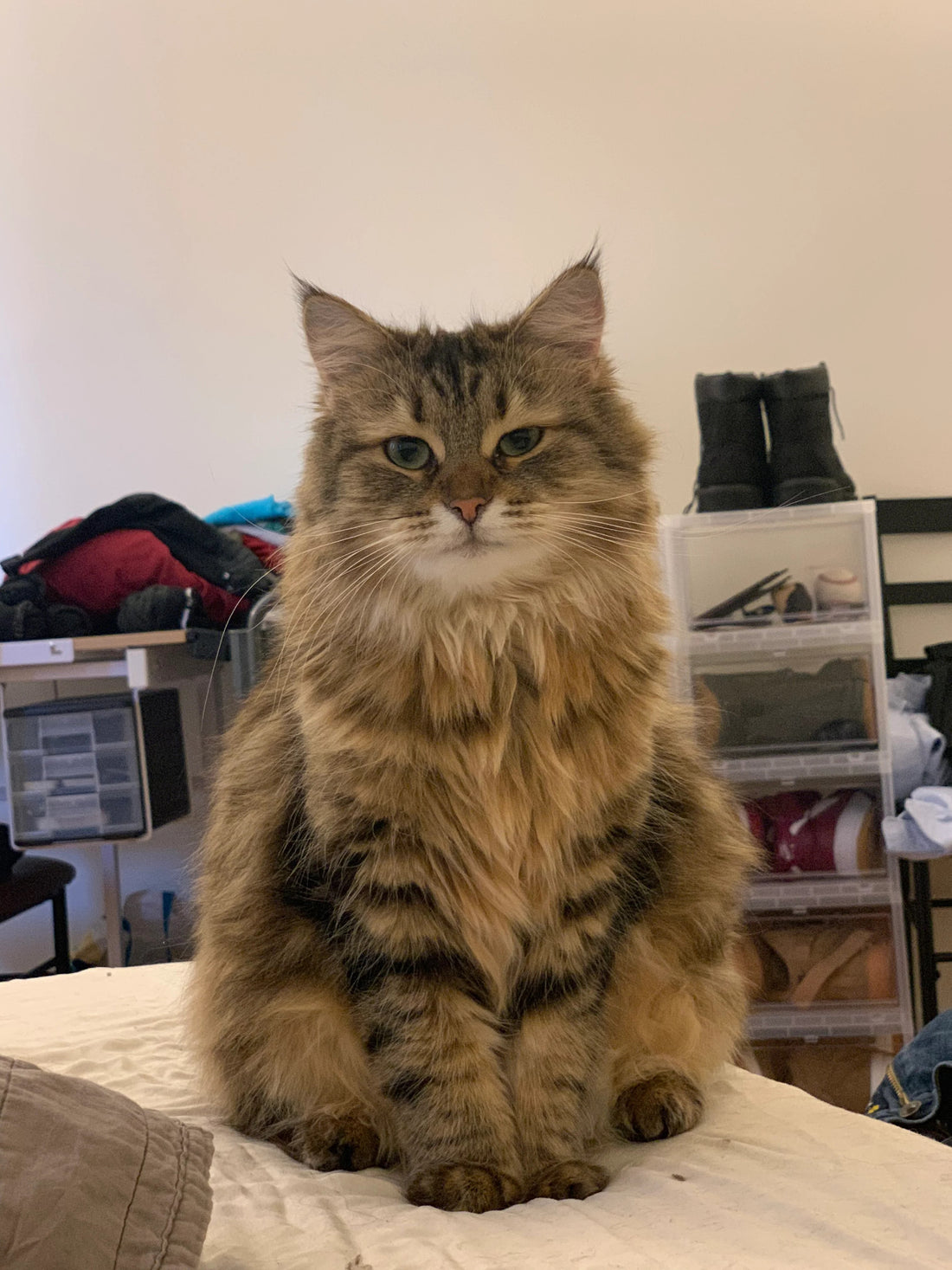 How Long For Cat To Adjust To New Owner