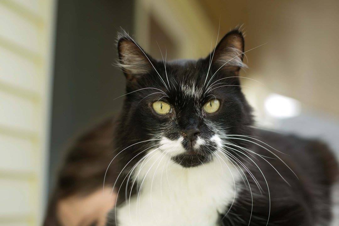 How Long Can Cats Go Without Their Owner