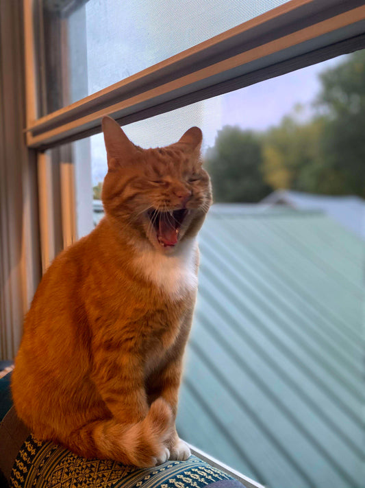 Is A Cat Loyal To Owner