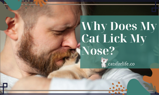 15 Surprising Reasons Why Does My Cat Love to Lick My Nose