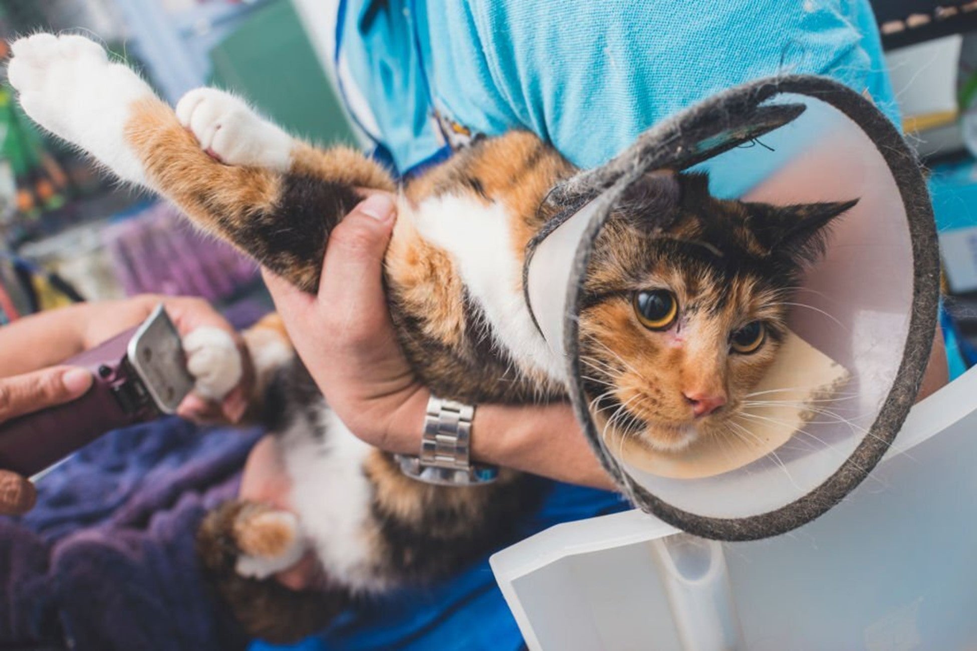 Vet Operating Declaw How to Declaw a Cat at Home | Comprehensive Guide – CatsForLife