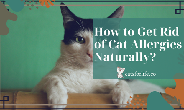 10 Easy & Most Effective Ways To Get Rid of Cat Allergies Naturally