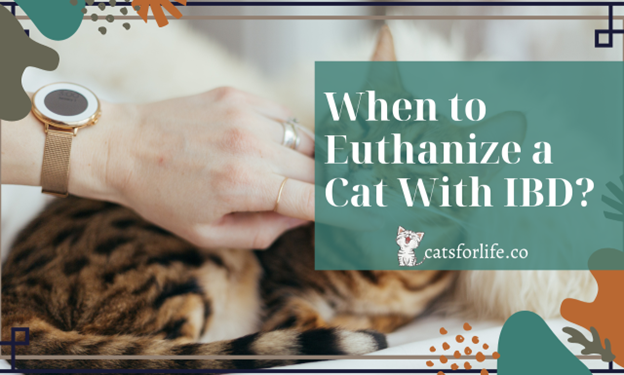 How to Know When it's Time to Euthanize Your Cat with IBD?