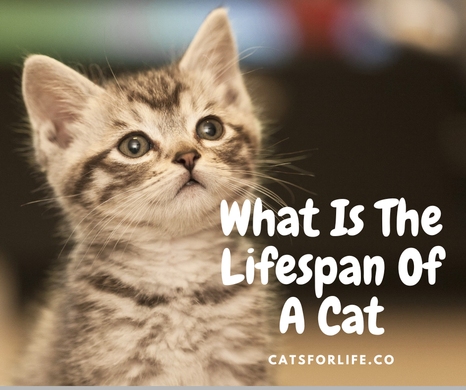 What Is The Lifespan Of A Cat