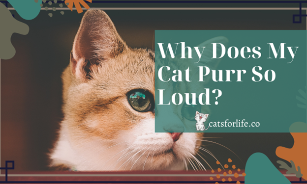 Why Does My Cat Purr So loud - 5 Unique Signs You Must Know