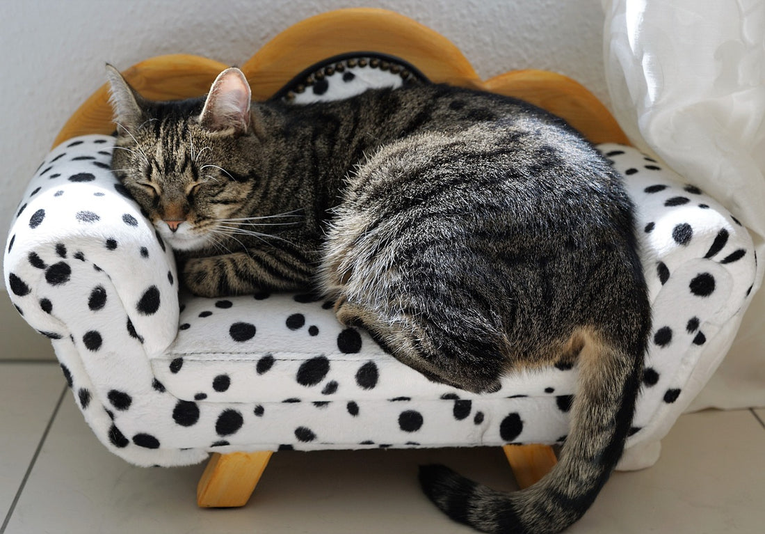 What Do Cats Dream About?