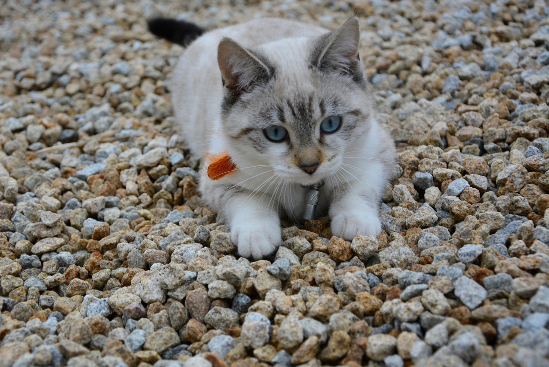 Why Do Cats Wiggle Their Butts Before They Pounce?