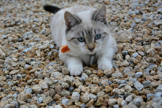 Why Do Cats Wiggle Their Butts Before They Pounce?