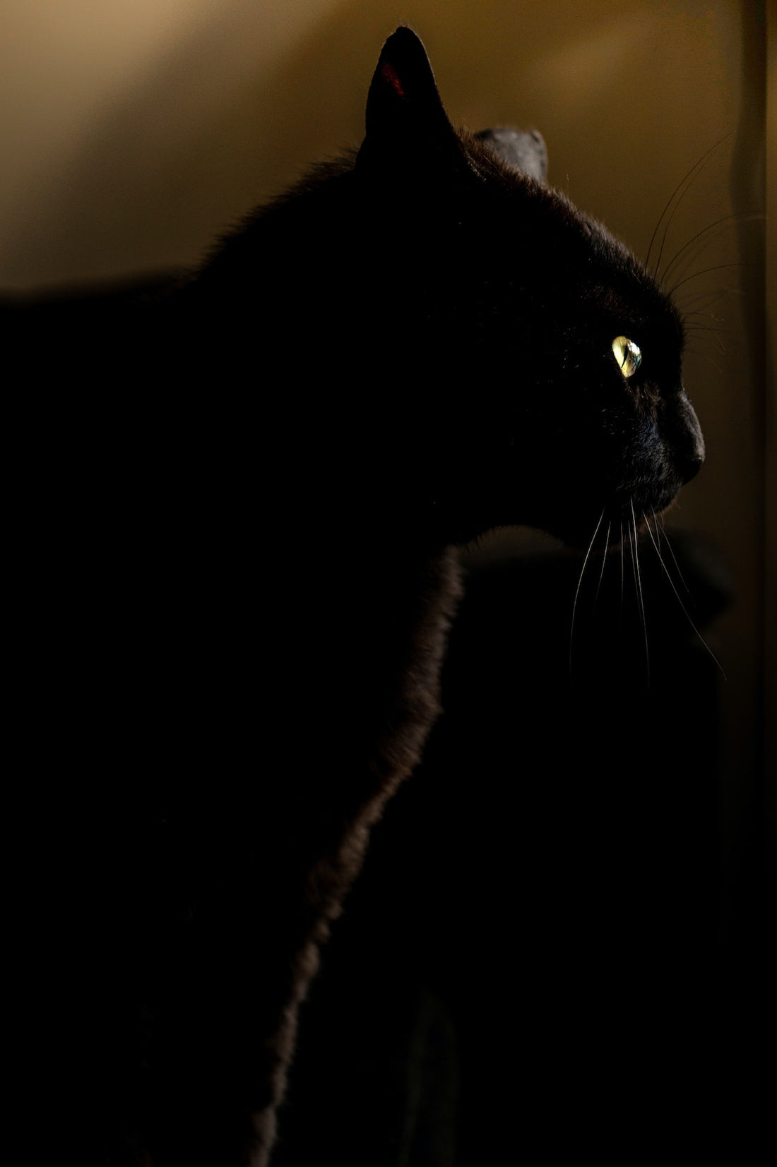 How Do Cats See Well At Night?