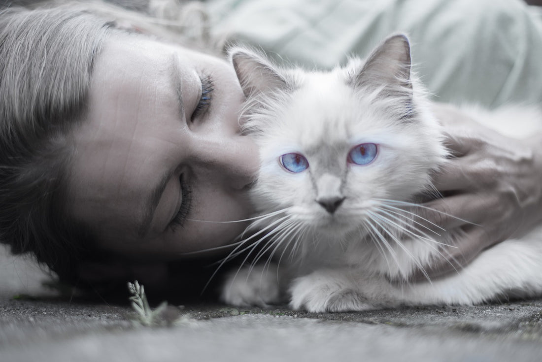 How do you know your cat is loyal to you?