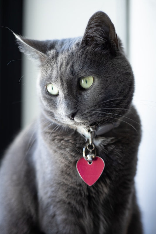 How Cat Flea Collars Work