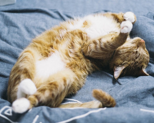 Why Do Cats Sleep Most Of The Time?