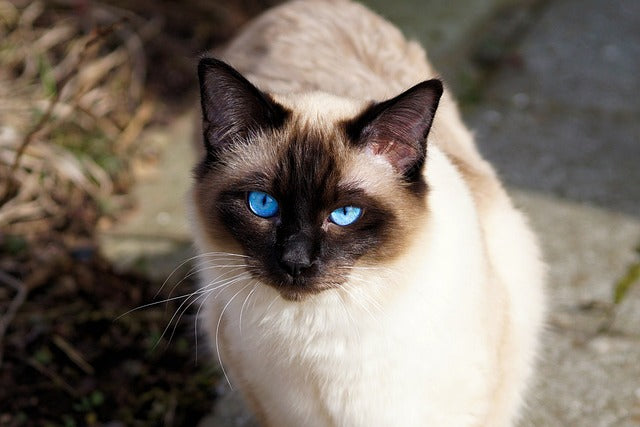 How Much Is A Siamese Cat