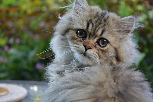 How Much Is A Persian Cat