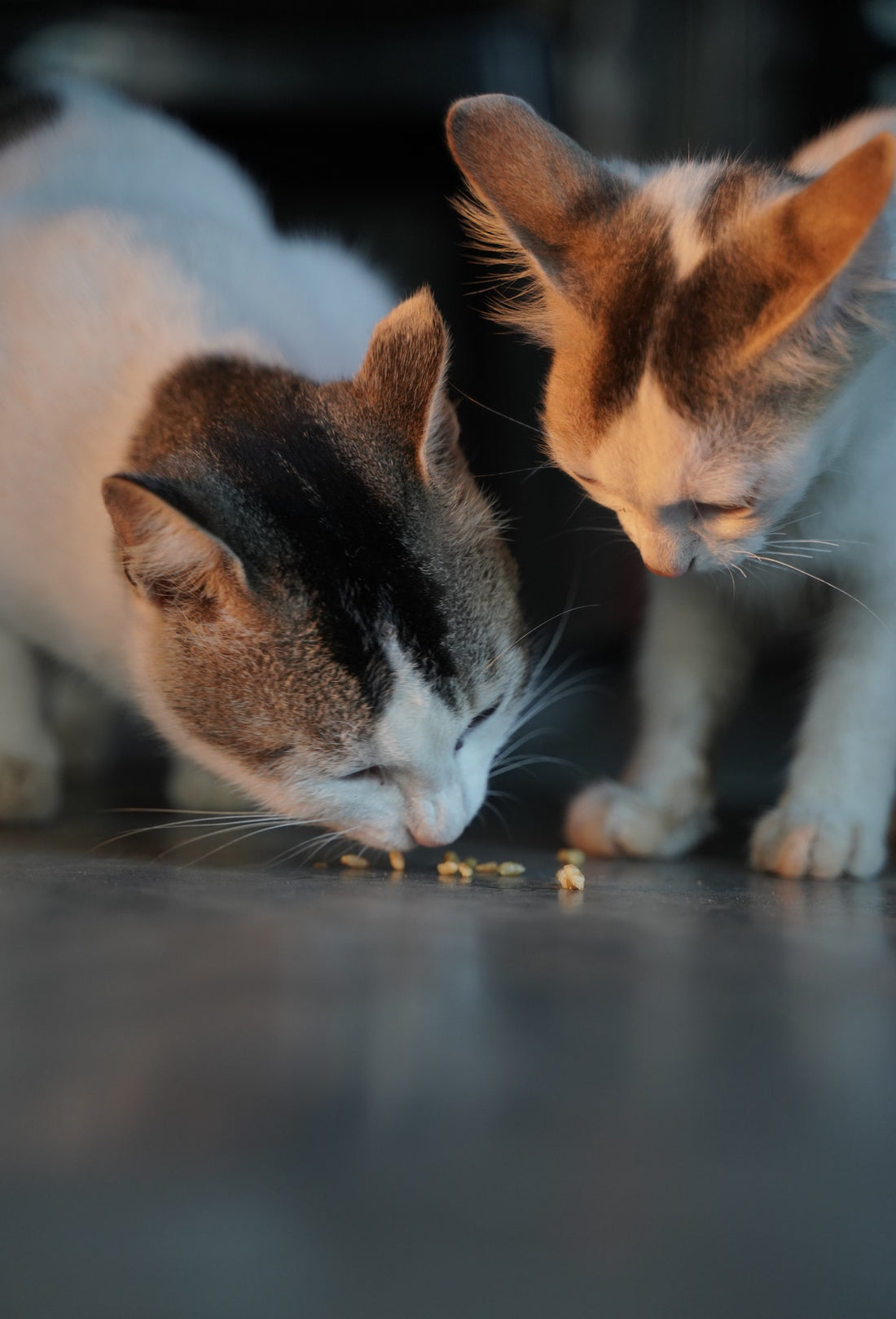 What Happens When Cats Eat Catnip