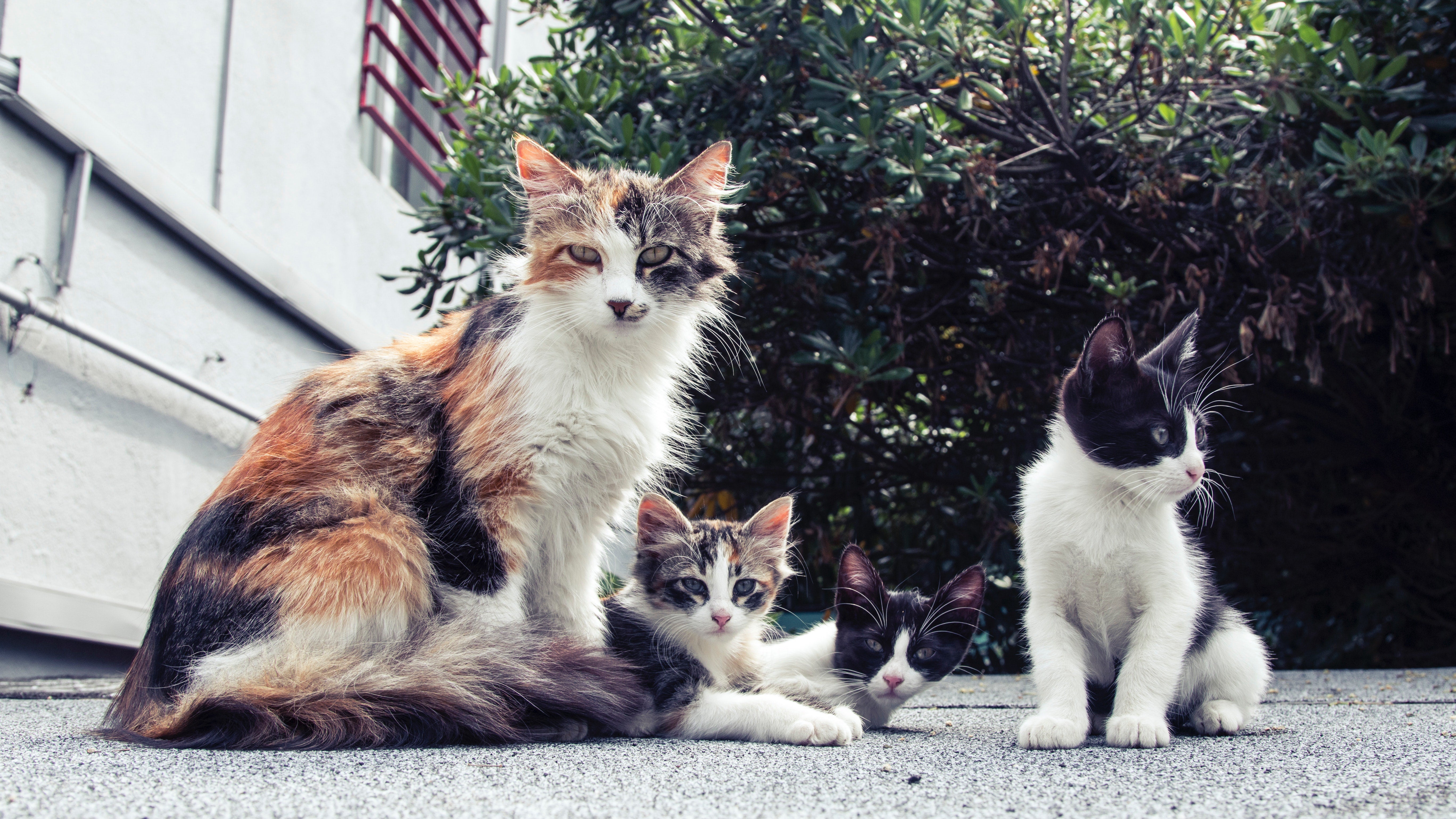 How Cats Adapt To Their Environment – CatsForLife