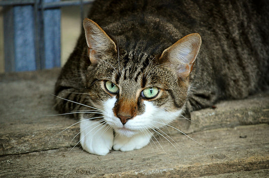 How Cat Poop Should Look