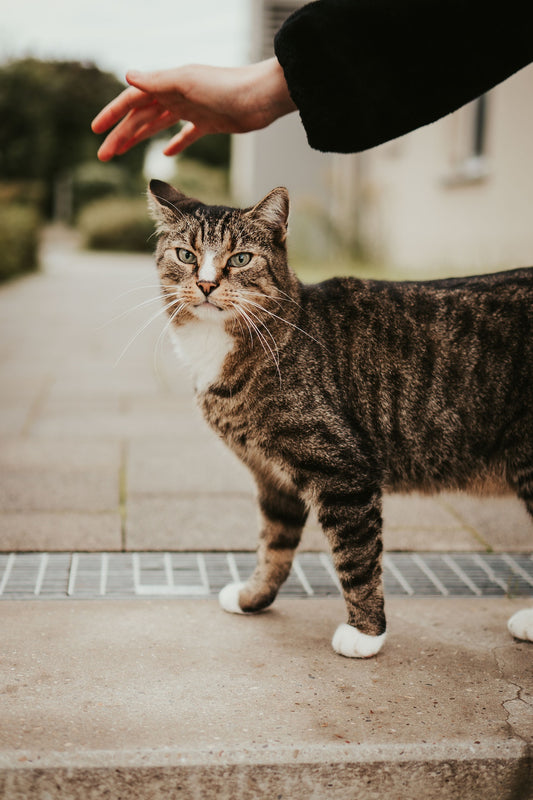 catsforlifeco