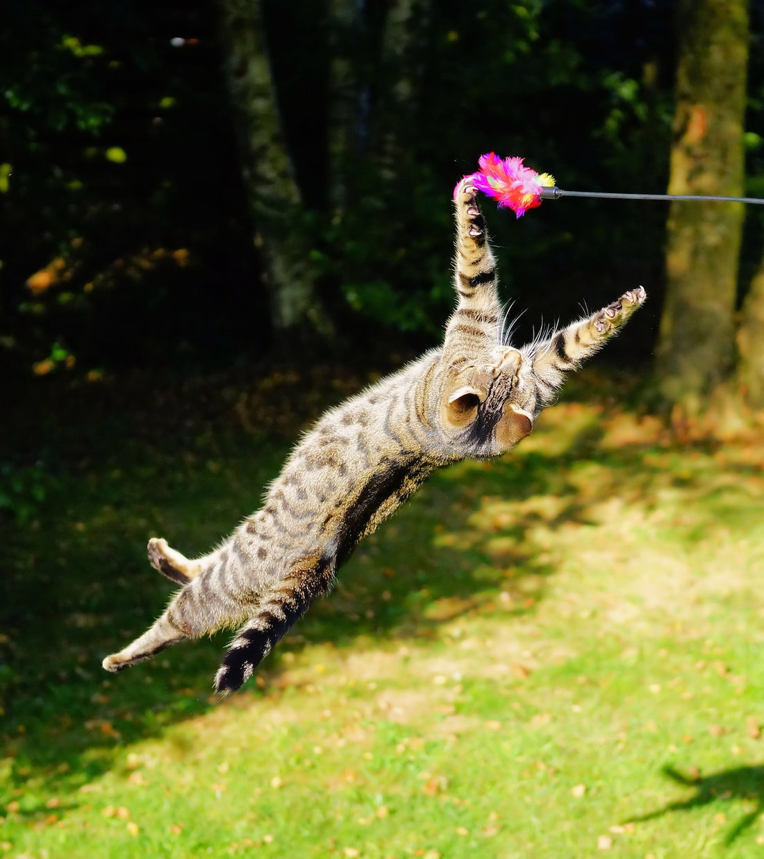 How High Can A Cat Jump