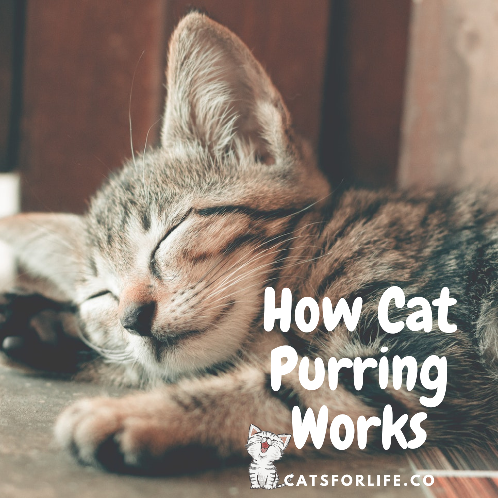 How Cat Purring Works