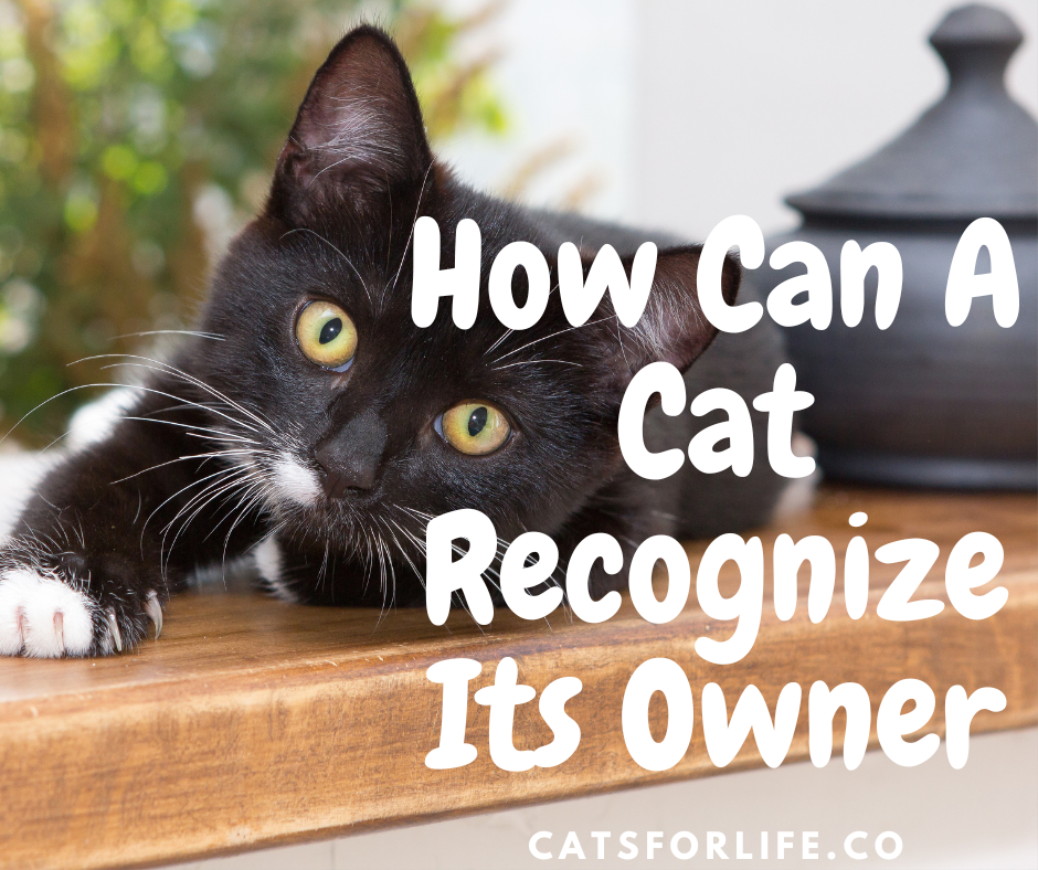 How Can A Cat Recognize Its Owner