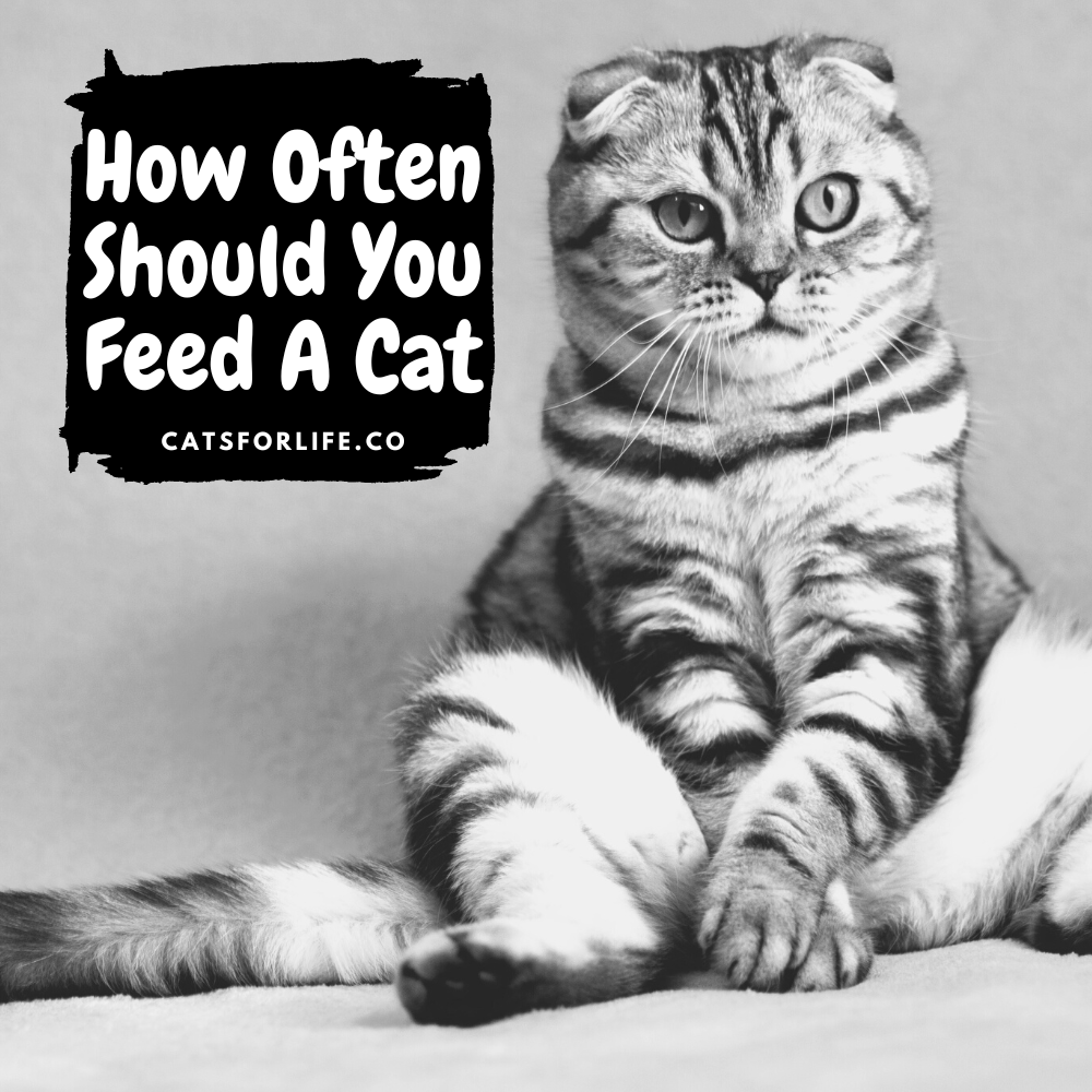 How Often Should You Feed A Cat CatsForLife how-often-should-you-feed-a-cat-catsforlife