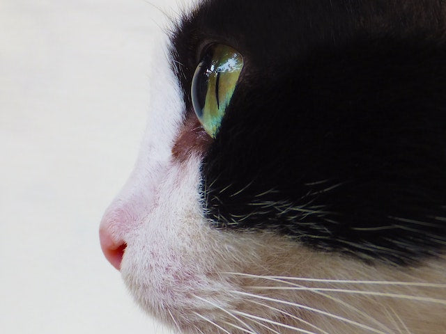 How To Treat Eye Disease Of Your Cat?