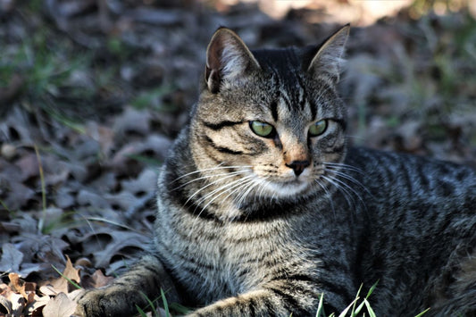 Preventing Heatstroke in Cats During Summer