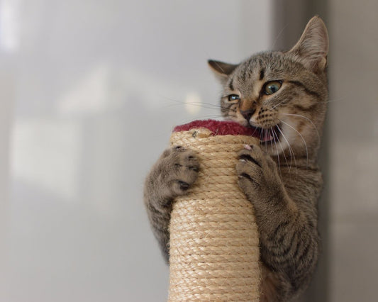 Indoor Cat Enrichment Ideas to Prevent Boredom