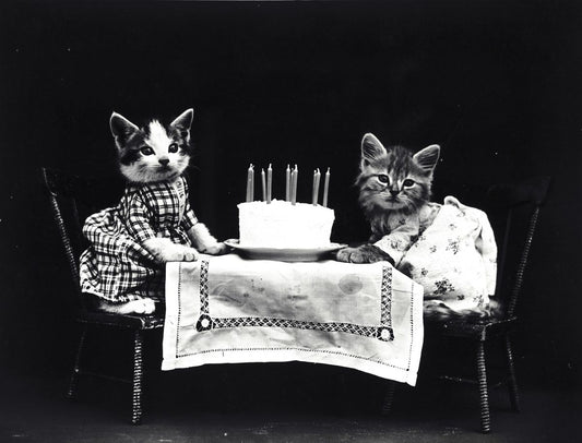 The Best Ways to Celebrate Your Cat's Birthday