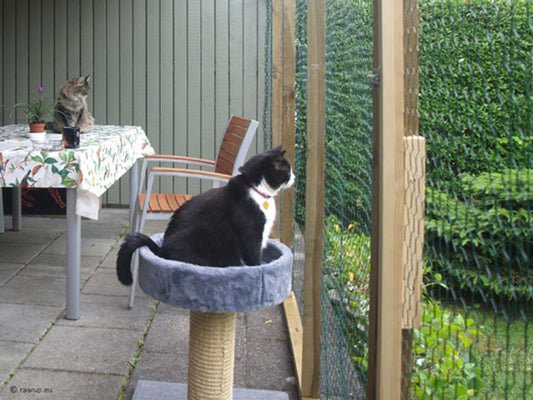 How to Make a Safe Outdoor Enclosure for Your Cat