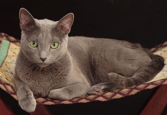 The Best Cat Breeds for First-Time Owners