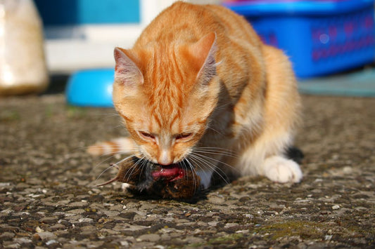 The Latest in Feline Nutrition Research