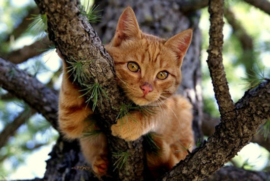 Tips for Taking Your Cat to the Beach