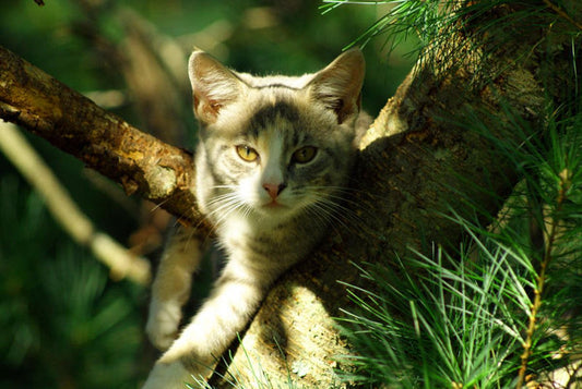 How to Reduce Anxiety in Cats: A Holistic Approach