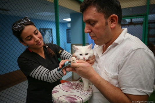 Deworming Your Cat: When, Why, and How